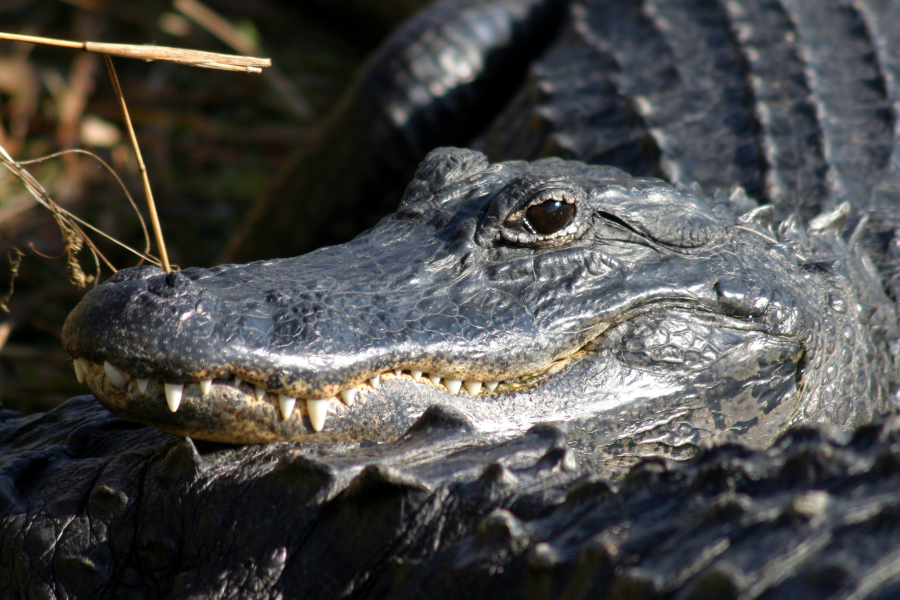 everglades-natl-park-alligator